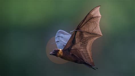 diseases from bats in australia.